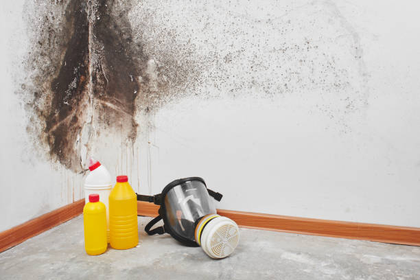 Best Office Mold Removal Services  in Eustace, TX