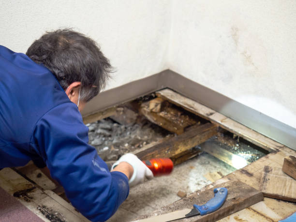 Best Affordable Mold Removal  in Eustace, TX