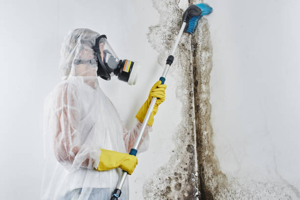 Best Certified Mold Removal  in Eustace, TX