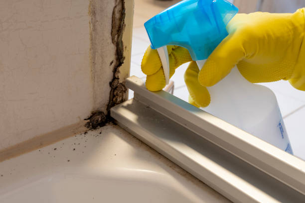 Best Mold Removal Specialists  in Eustace, TX