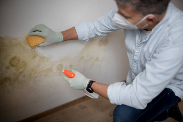 Best Mold Remediation Services  in Eustace, TX