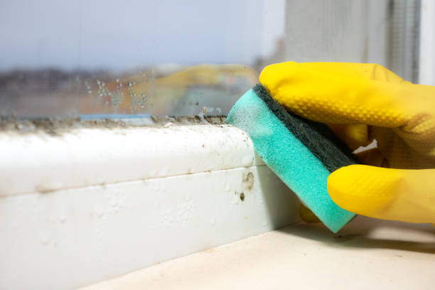 Best Mold Cleaning Services  in Eustace, TX