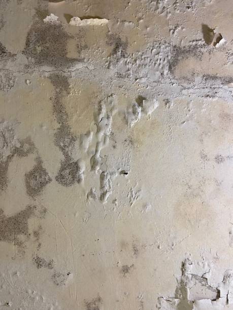 Best Mold Damage Repair  in Eustace, TX