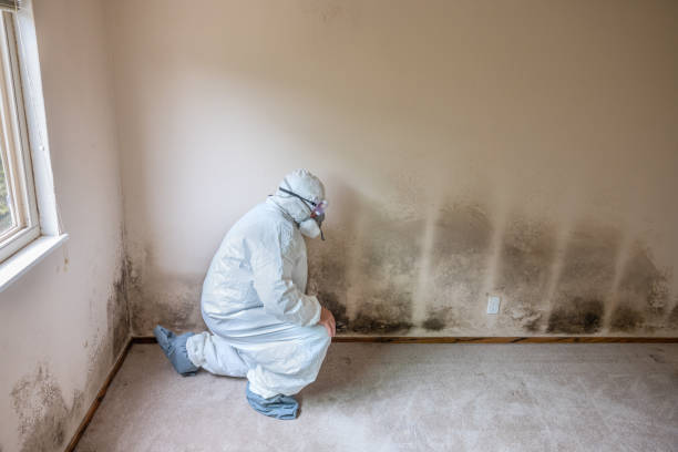 Best Attic Mold Removal  in Eustace, TX
