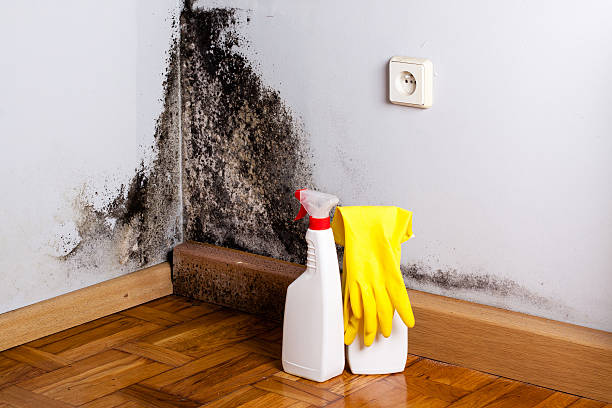Best Residential Mold Removal  in Eustace, TX
