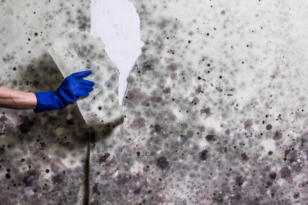 Best Emergency Mold Removal  in Eustace, TX