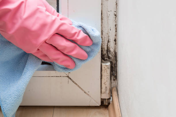 Eustace, TX Mold Removal Company