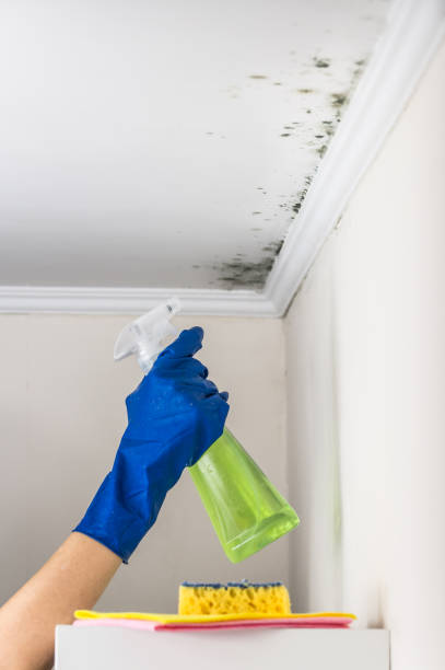 Best Mold Remediation  in Eustace, TX