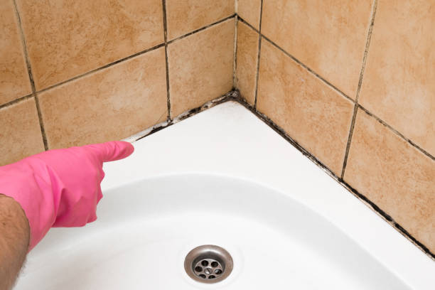Best Mold Removal Company Near Me  in Eustace, TX